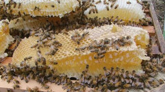 中蜂蜂产品