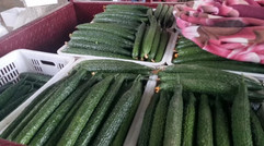 莘县燕店代收果蔬中心，黄瓜正在大量收购中15906353690